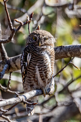 Glaucidium cuculoides