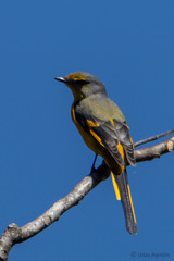 Pericrocotus ethologus