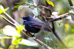 Rhipidura albicollis