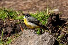 Motacilla cinerea
