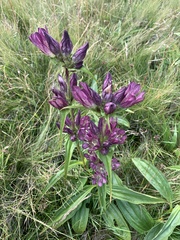 Gentiana pannonica