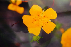 Potentilla grandiflora