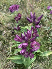Gentiana pannonica