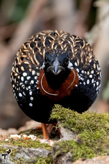 Francolinus francolinus