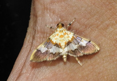 Aetholix flavibasalis