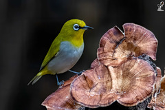 Zosterops palpebrosus