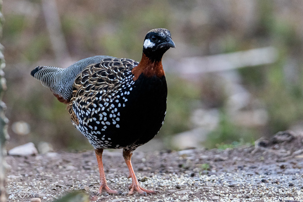 Black Francolin