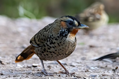 Ianthocincla rufogularis