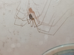 Pholcus phalangioides