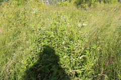 Filipendula ulmaria