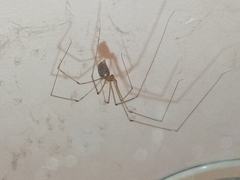 Pholcus phalangioides