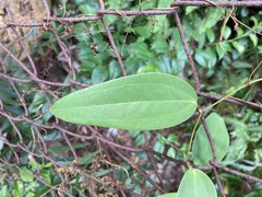 Smilax glabra