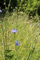 Cichorium intybus