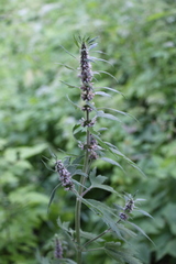 Leonurus quinquelobatus