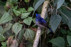 Niltava macgrigoriae