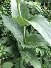 Silphium perfoliatum