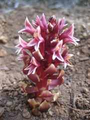 Kopsiopsis strobilacea