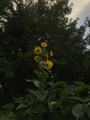 Silphium perfoliatum