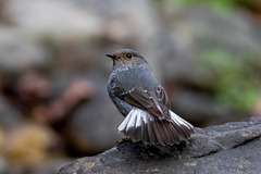 Phoenicurus fuliginosus