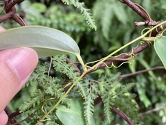 Smilax glabra