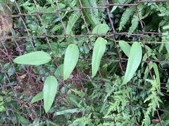 Smilax glabra