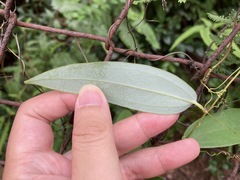 Smilax glabra