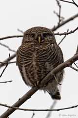 Glaucidium cuculoides