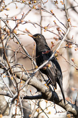 Turdus boulboul