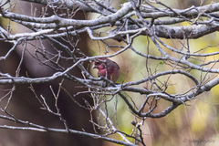 Carpodacus