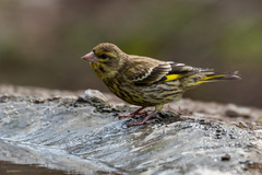 Chloris spinoides