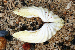 Tridacninae