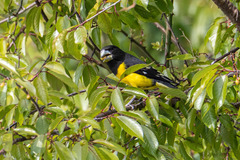 Mycerobas melanozanthos