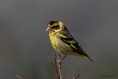 Chloris spinoides
