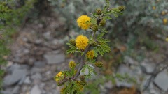 Vachellia glandulifera
