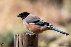 Garrulus lanceolatus
