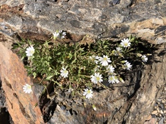 Cerastium morrisonense