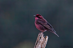 Procarduelis nipalensis