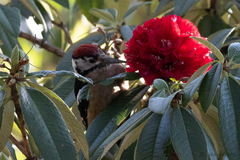 Dendrocopos himalayensis