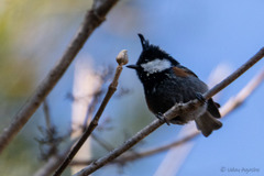 Periparus ater melanolophus