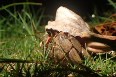 Coenobita cavipes