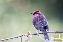 Procarduelis nipalensis