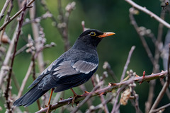 Turdus boulboul