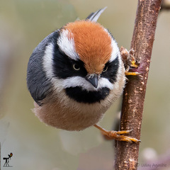 Black-Throated Bushtit photo 1