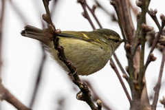 Phylloscopus pulcher
