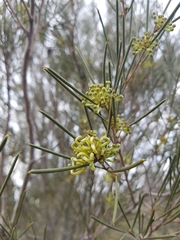 Hakea tephrosperma