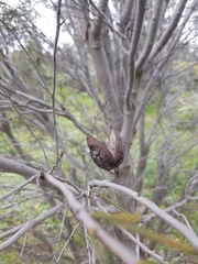 Hakea tephrosperma