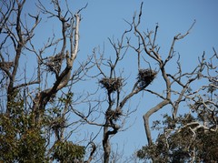 Phalacrocorax varius