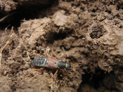 Staphylinus dimidiaticornis