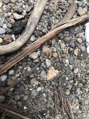 Lepidoptera