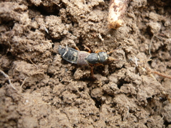 Staphylinus dimidiaticornis